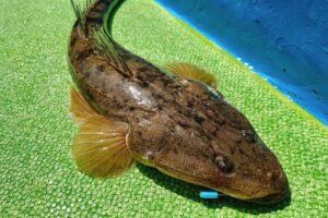 実録 チヌ釣りでテトラポッドから落ちてマジで死にかけた話 Oretsuri 俺釣