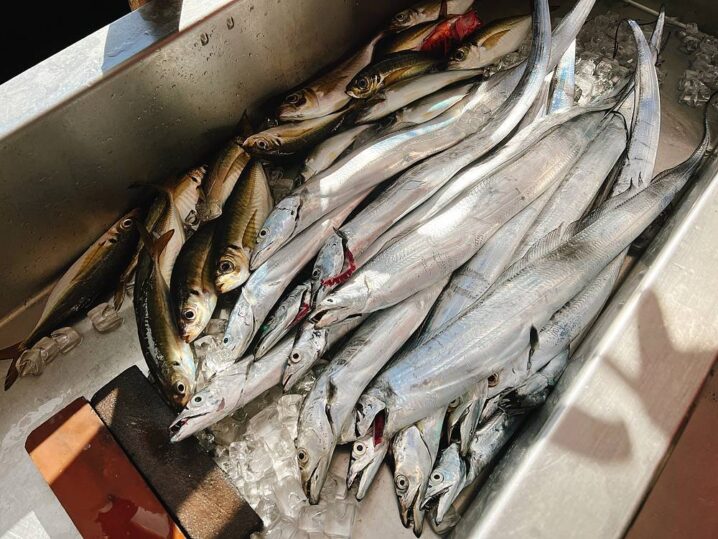 東京湾2大人気魚 タチアジ船 のタックル 仕掛けノウハウ解説 Oretsuri 俺釣 東京湾2大人気魚 タチアジ船 のタックル 仕掛けノウハウ解説 Oretsuri 俺釣